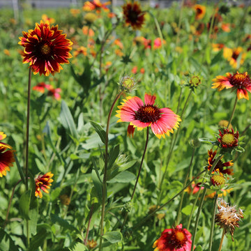 Field of blanket flowers with red petals and yellow centers.
